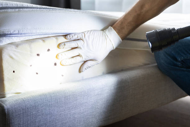 Best Wasp Removal Services  in Clayton, OH